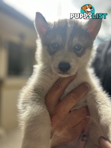 Siberan husky puppies