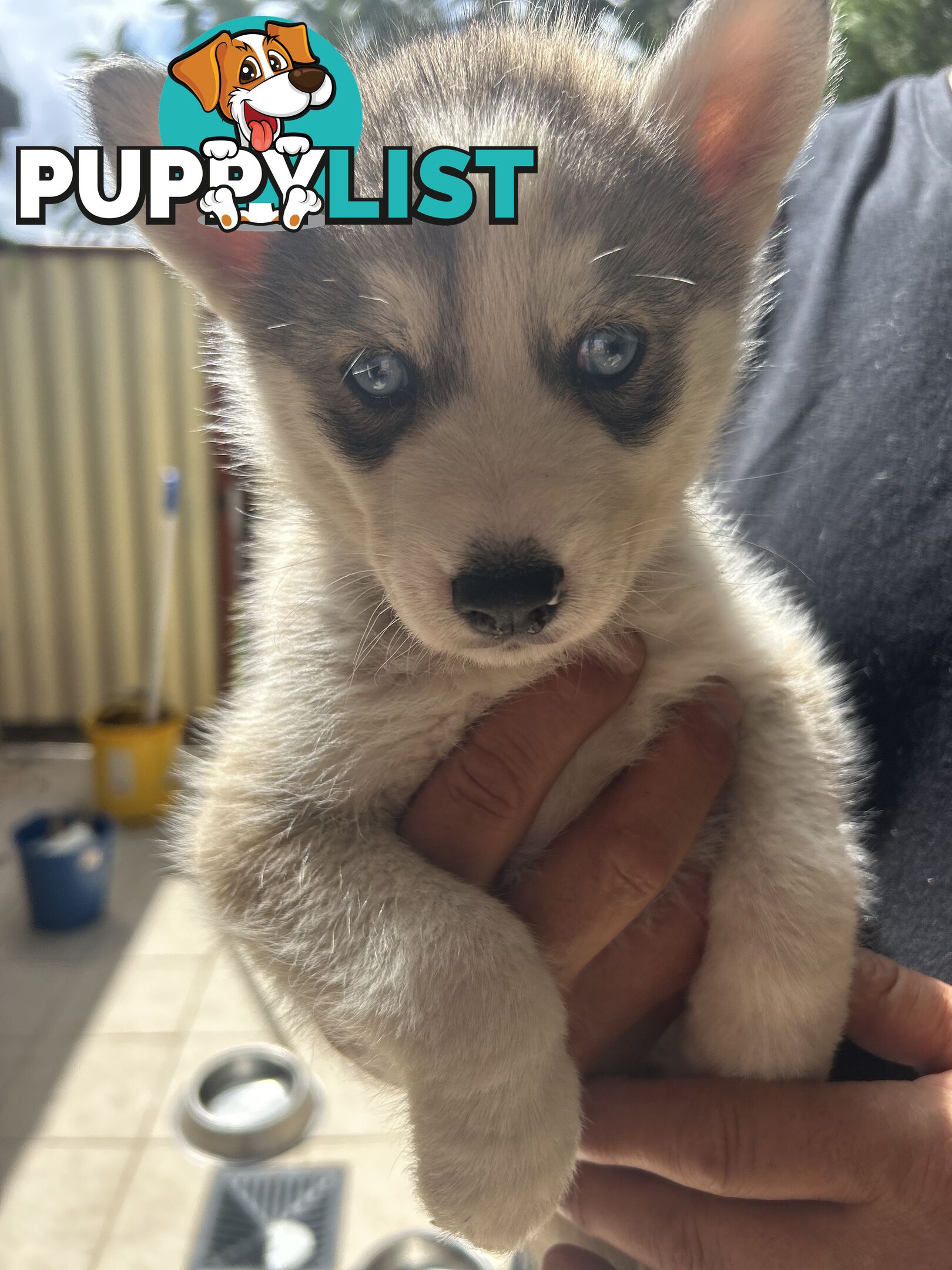 Siberan husky puppies