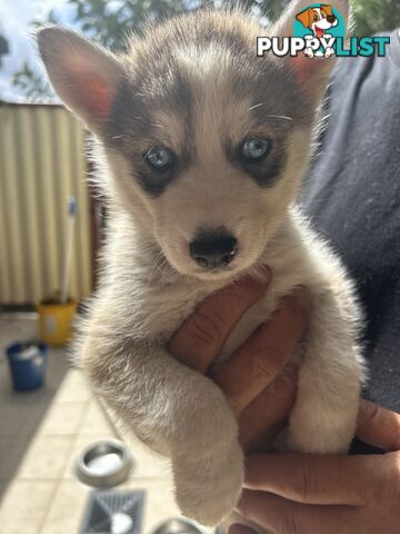 Siberan husky puppies