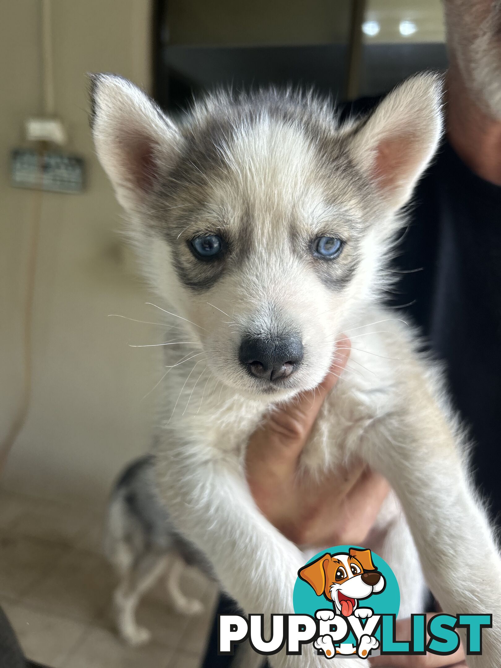 Siberan husky puppies