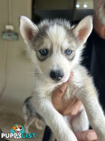 Siberan husky puppies