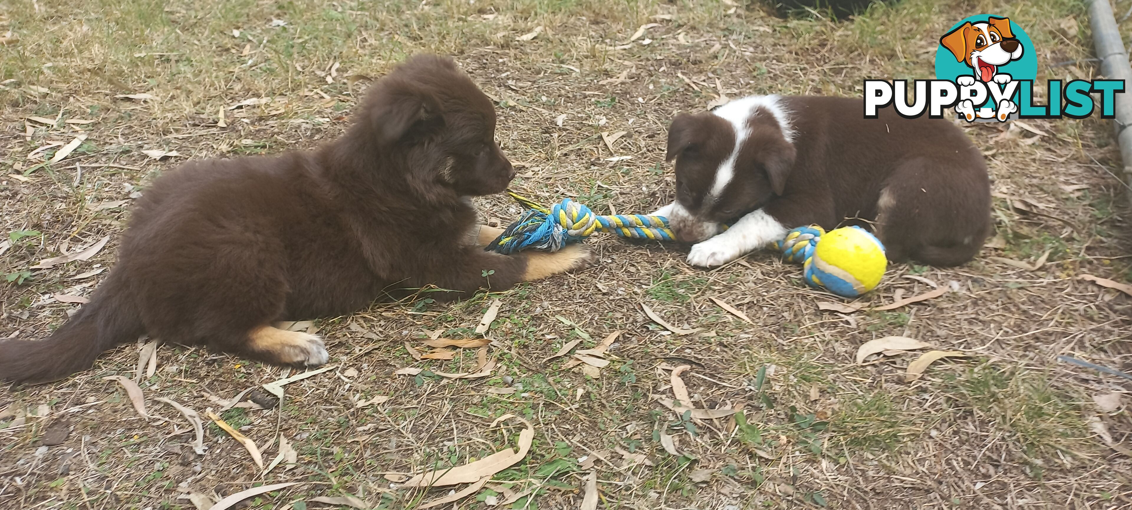 Koolie x bordercollie kelpie