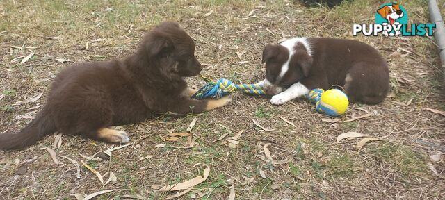 Koolie x bordercollie kelpie