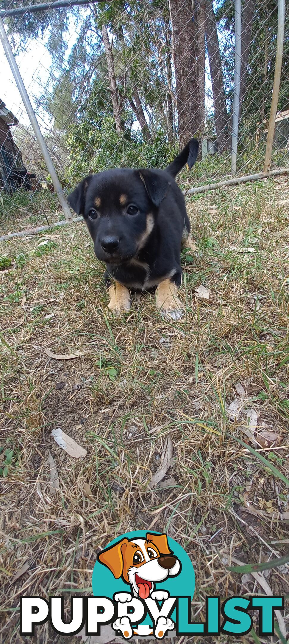 Koolie x bordercollie kelpie