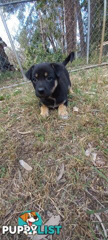 Koolie x bordercollie kelpie