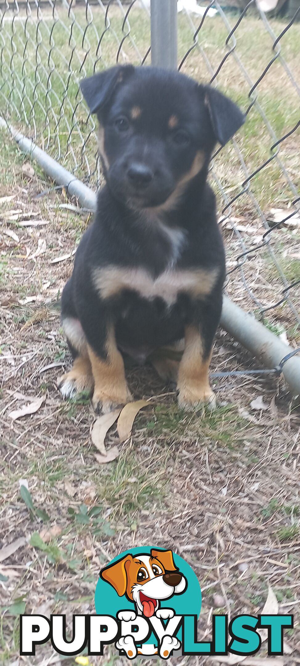 Koolie x bordercollie kelpie