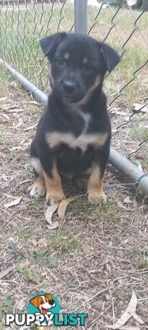 Koolie x bordercollie kelpie