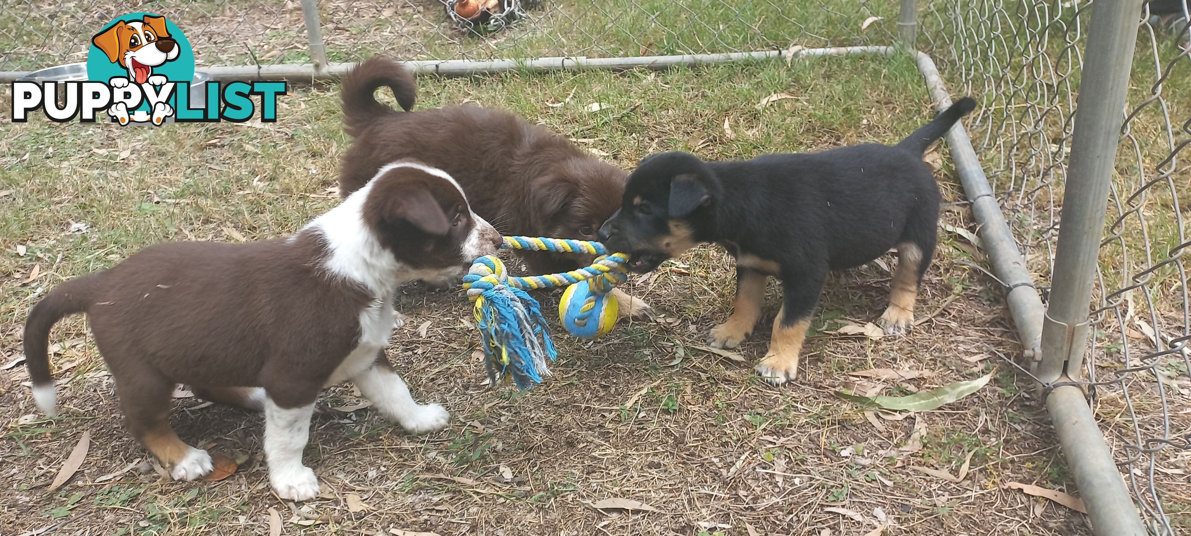 Koolie x bordercollie kelpie