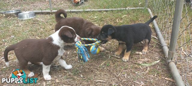 Koolie x bordercollie kelpie