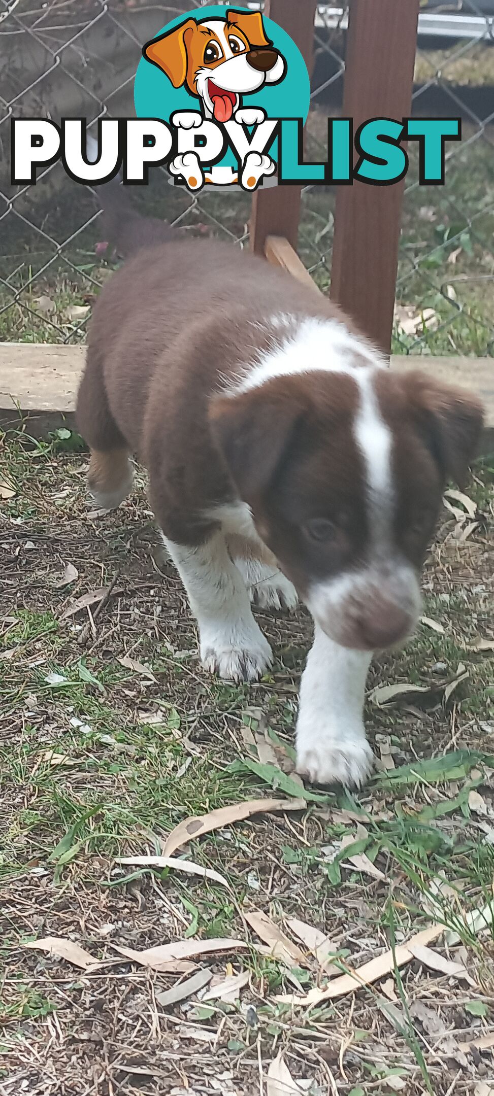 Koolie x bordercollie kelpie