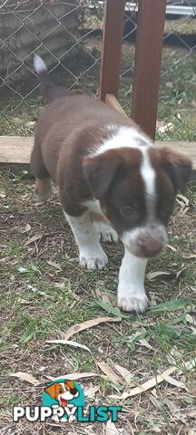 Koolie x bordercollie kelpie