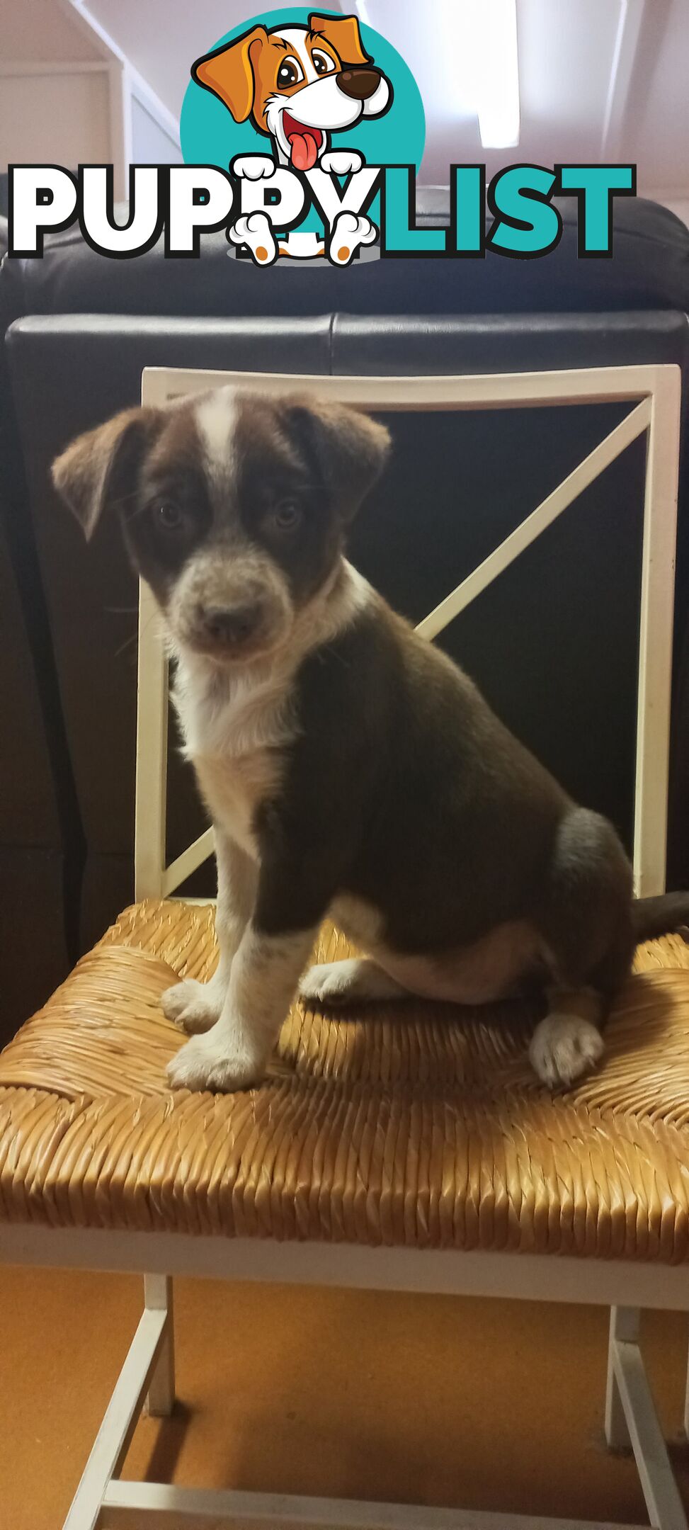 Koolie x bordercollie kelpie