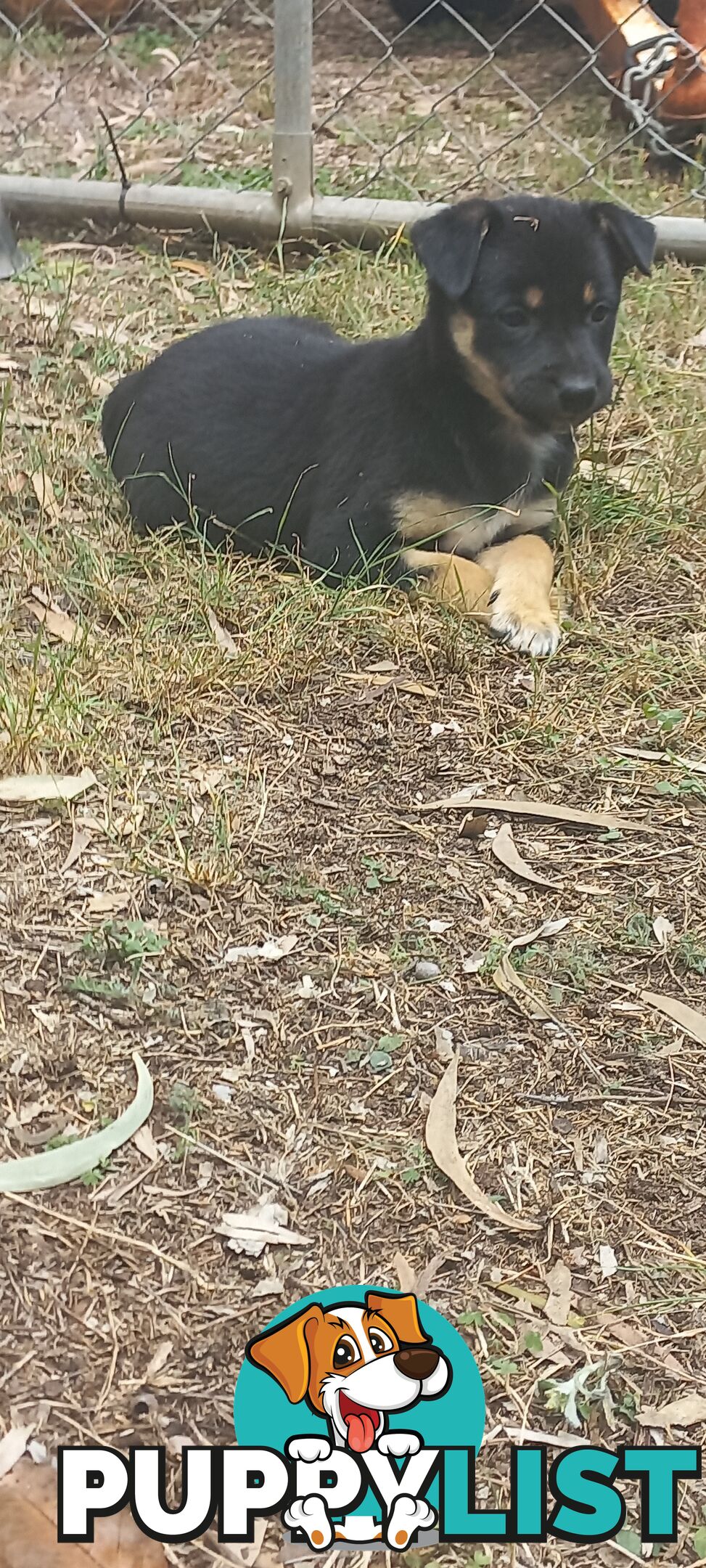 Koolie x bordercollie kelpie