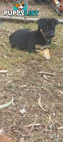 Koolie x bordercollie kelpie