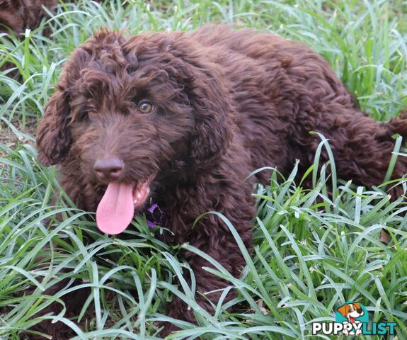 Australian Labradoodle