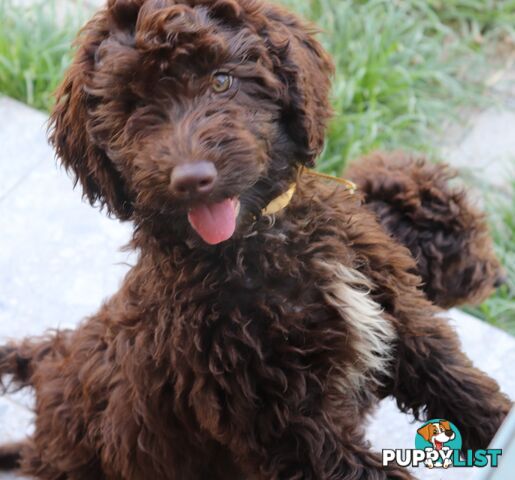 Australian Labradoodle