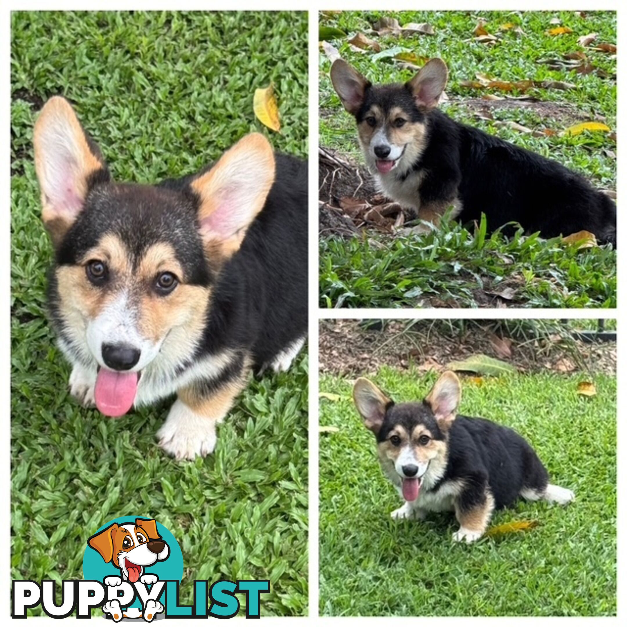 Pembroke corgi pups