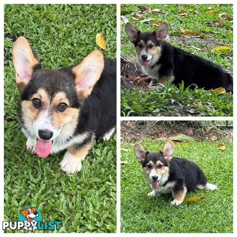 Pembroke corgi pups