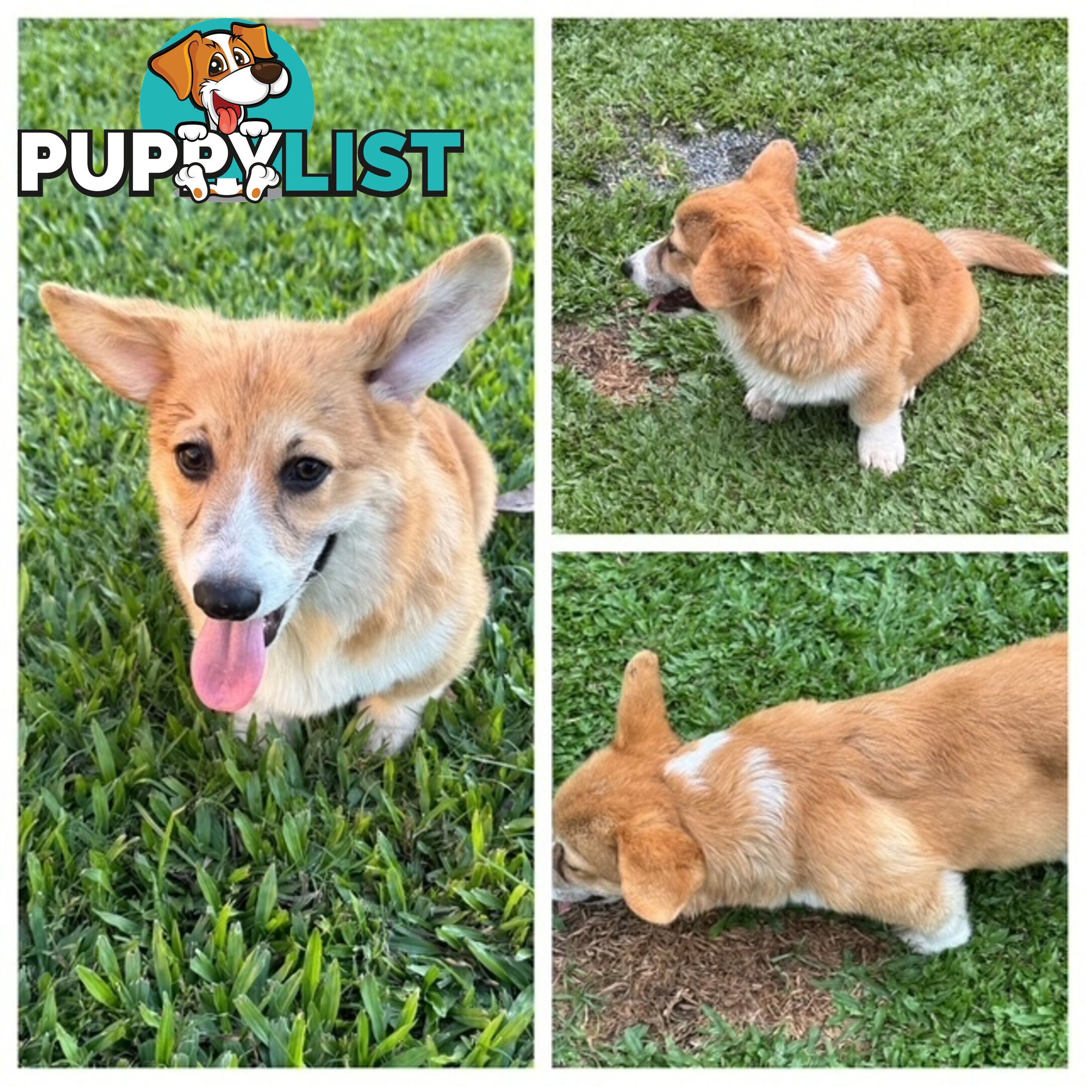 Pembroke corgi pups