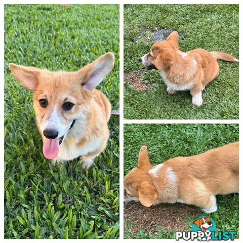 Pembroke corgi pups