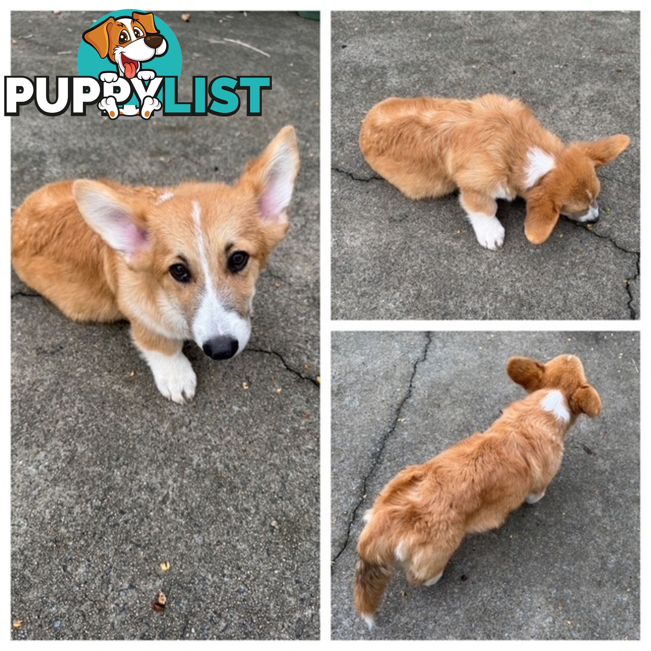 Pembroke corgi pups