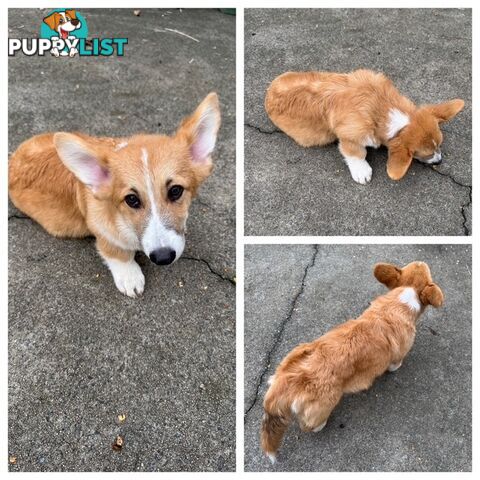 Pembroke corgi pups