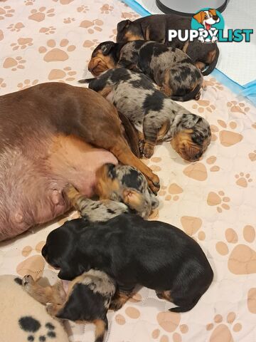 DASHALIER PUPPIES