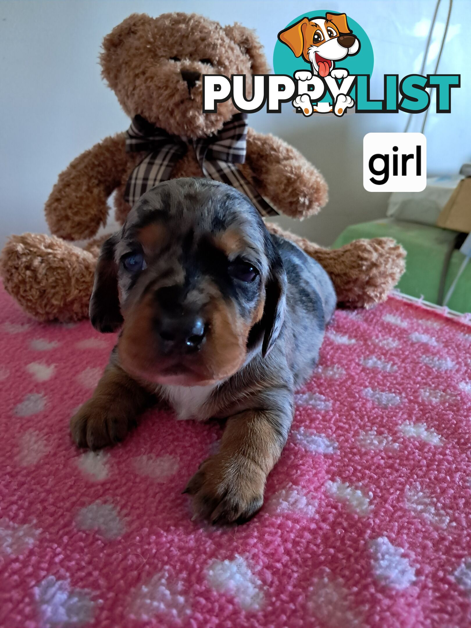 DASHALIER PUPPIES