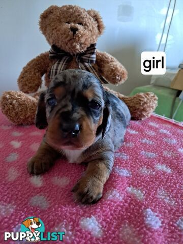 DASHALIER PUPPIES