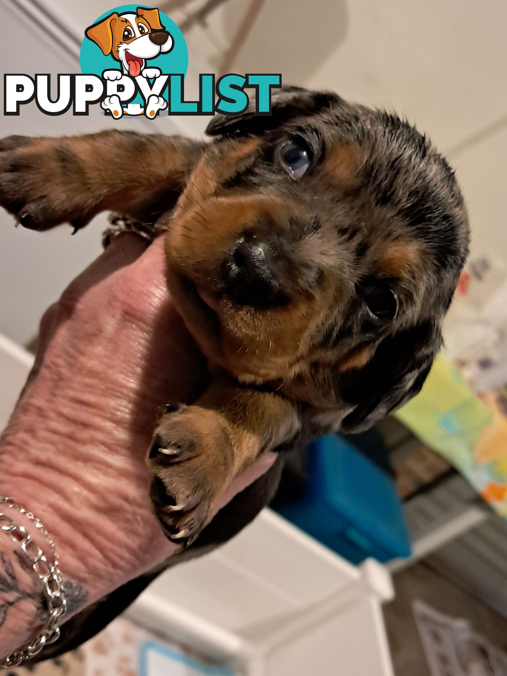DASHALIER PUPPIES