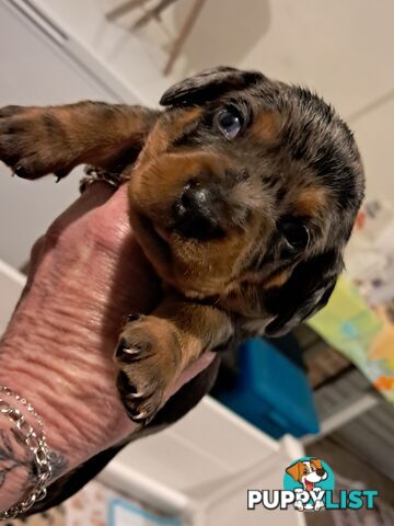 DASHALIER PUPPIES