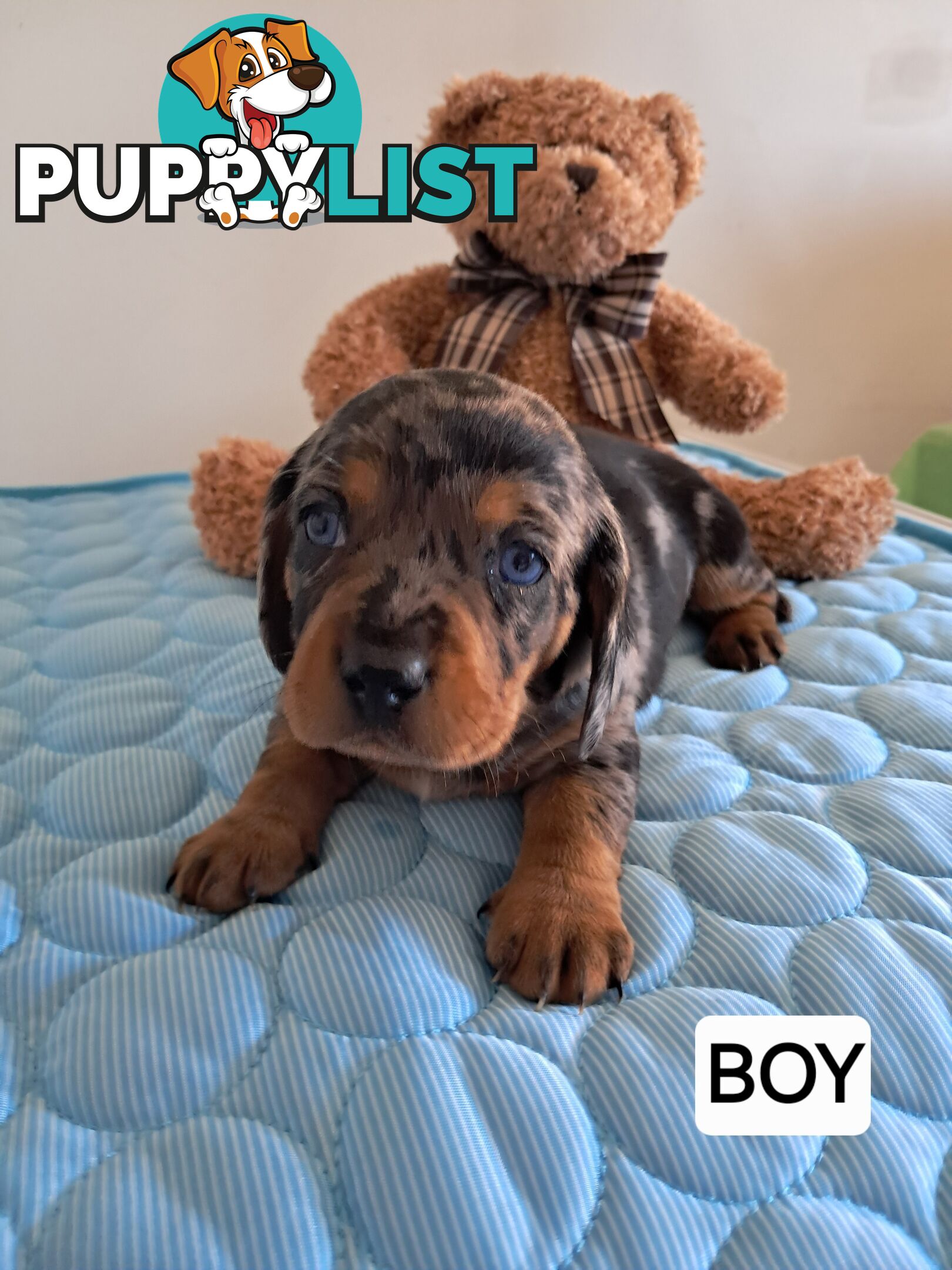 DASHALIER PUPPIES