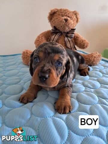 DASHALIER PUPPIES