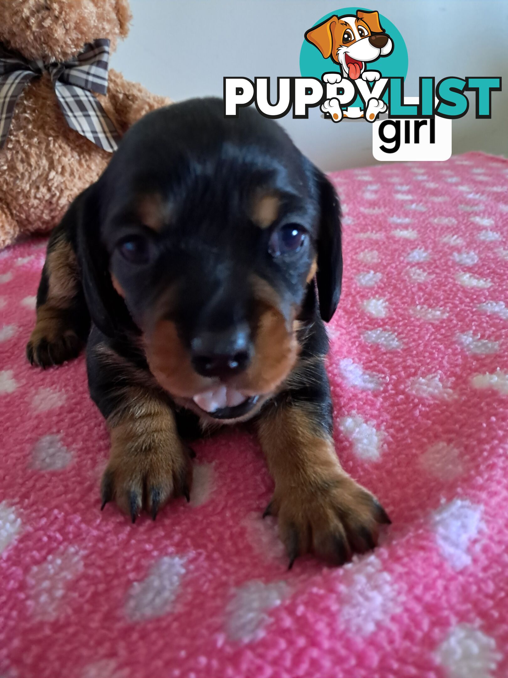 DASHALIER PUPPIES