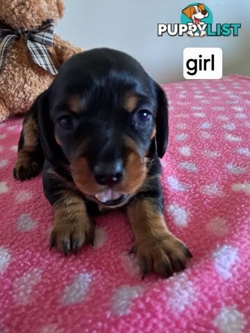 DASHALIER PUPPIES