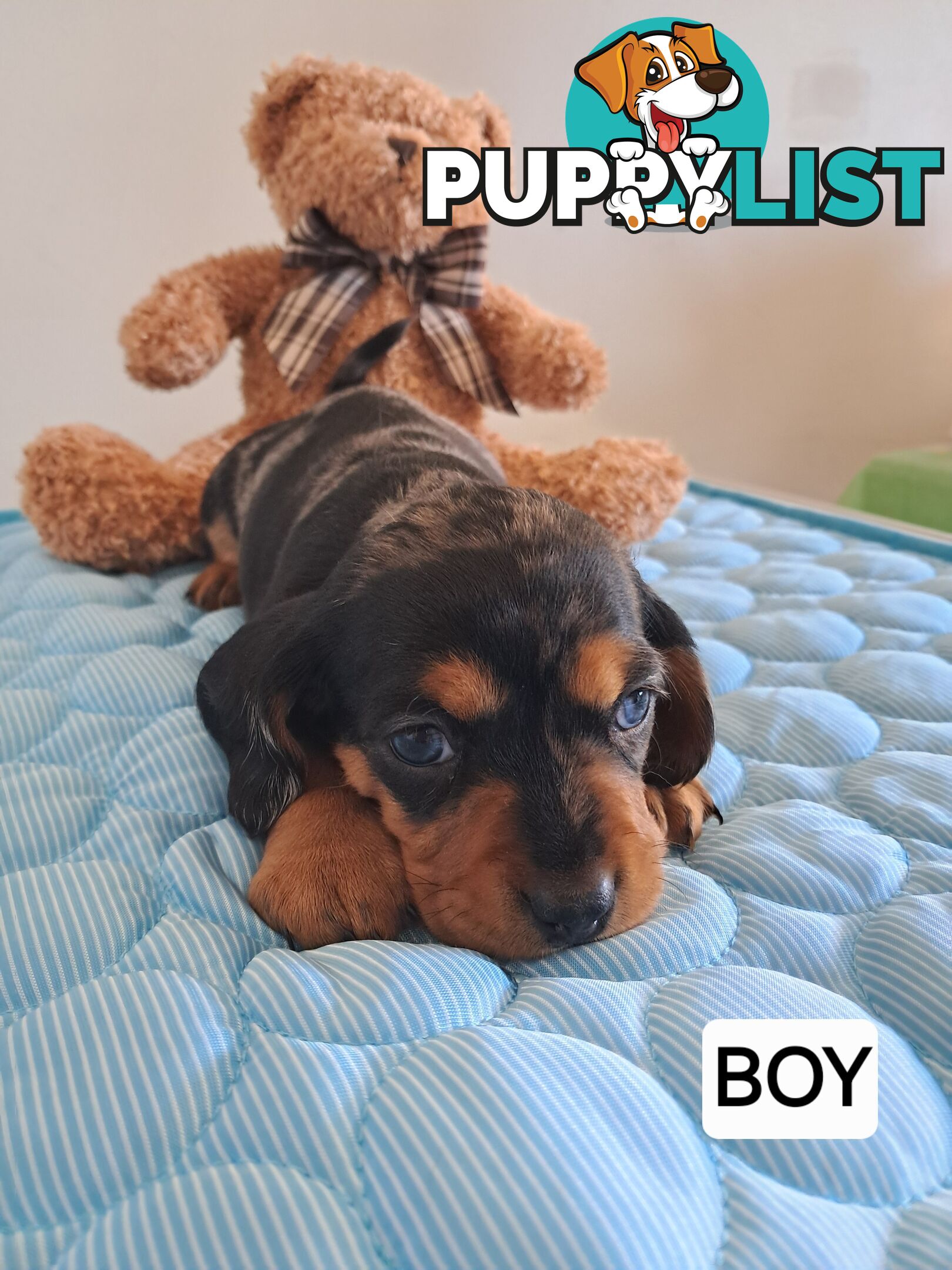 DASHALIER PUPPIES