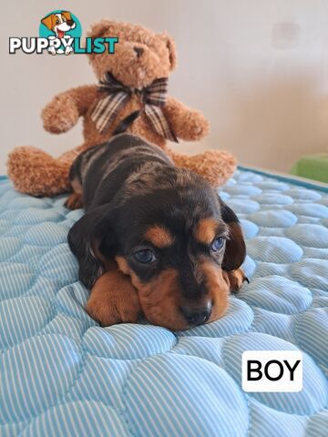 DASHALIER PUPPIES