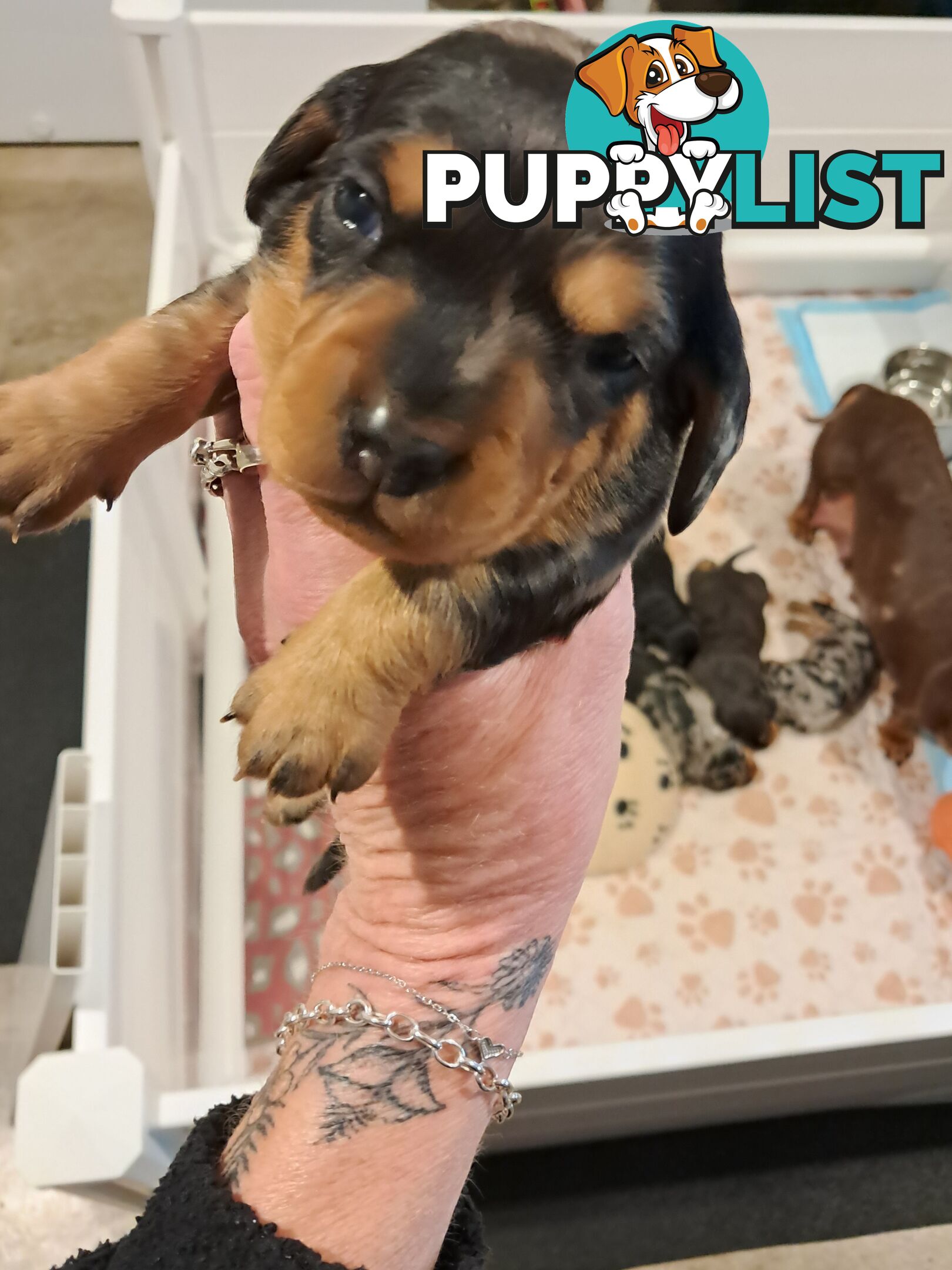DASHALIER PUPPIES
