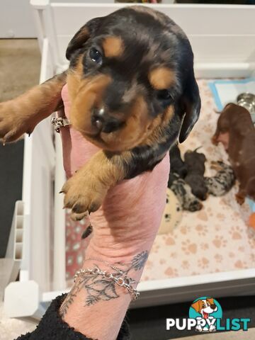 DASHALIER PUPPIES