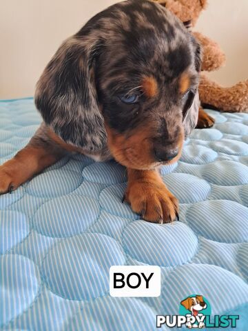 DASHALIER PUPPIES