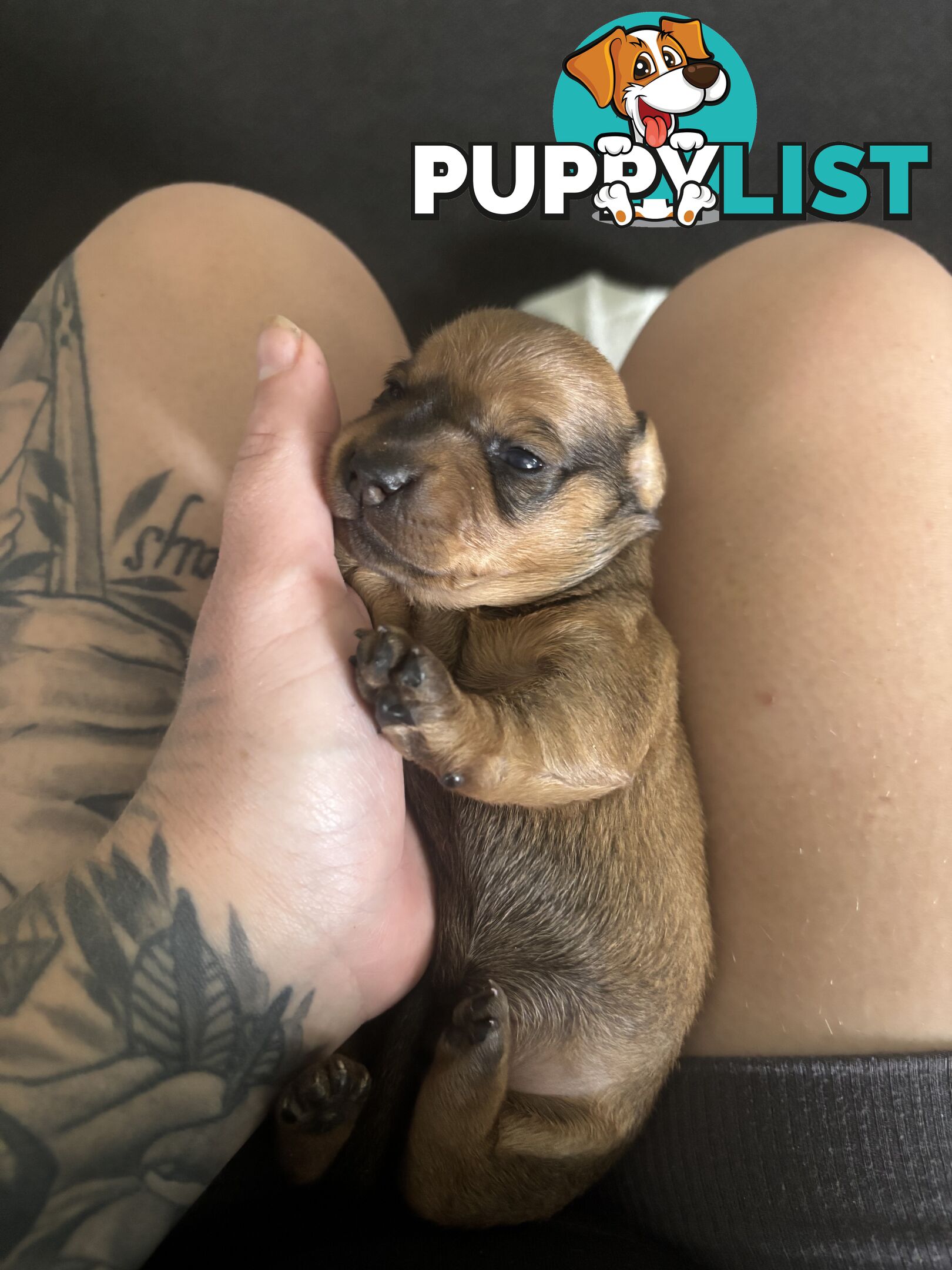 Beautiful miniature dachshund puppies