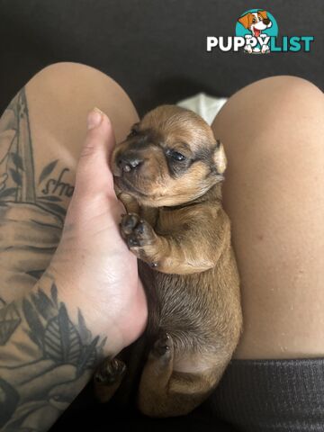 Beautiful miniature dachshund puppies