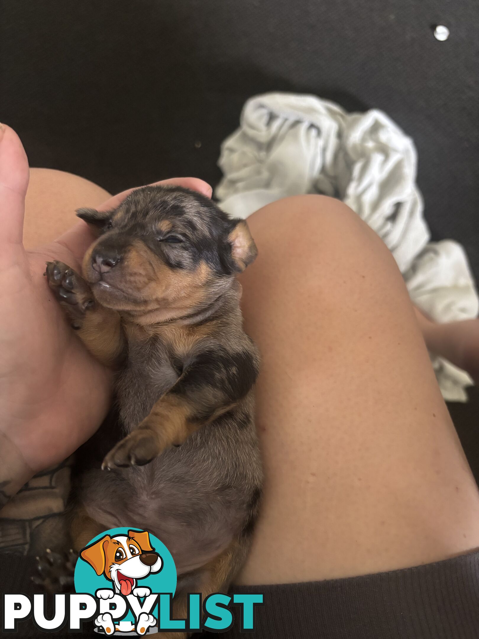 Beautiful miniature dachshund puppies