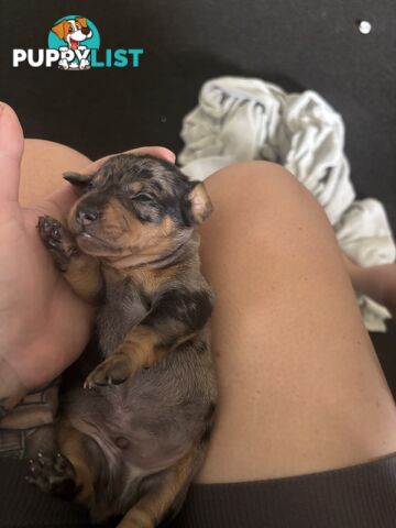Beautiful miniature dachshund puppies