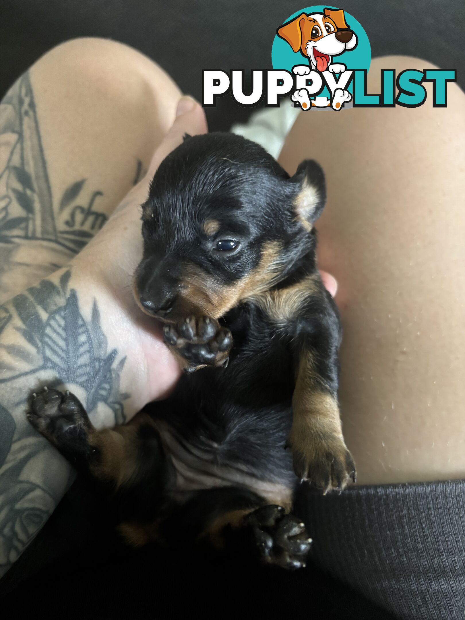Beautiful miniature dachshund puppies