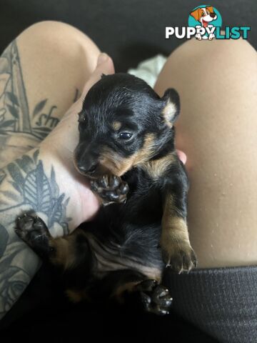 Beautiful miniature dachshund puppies