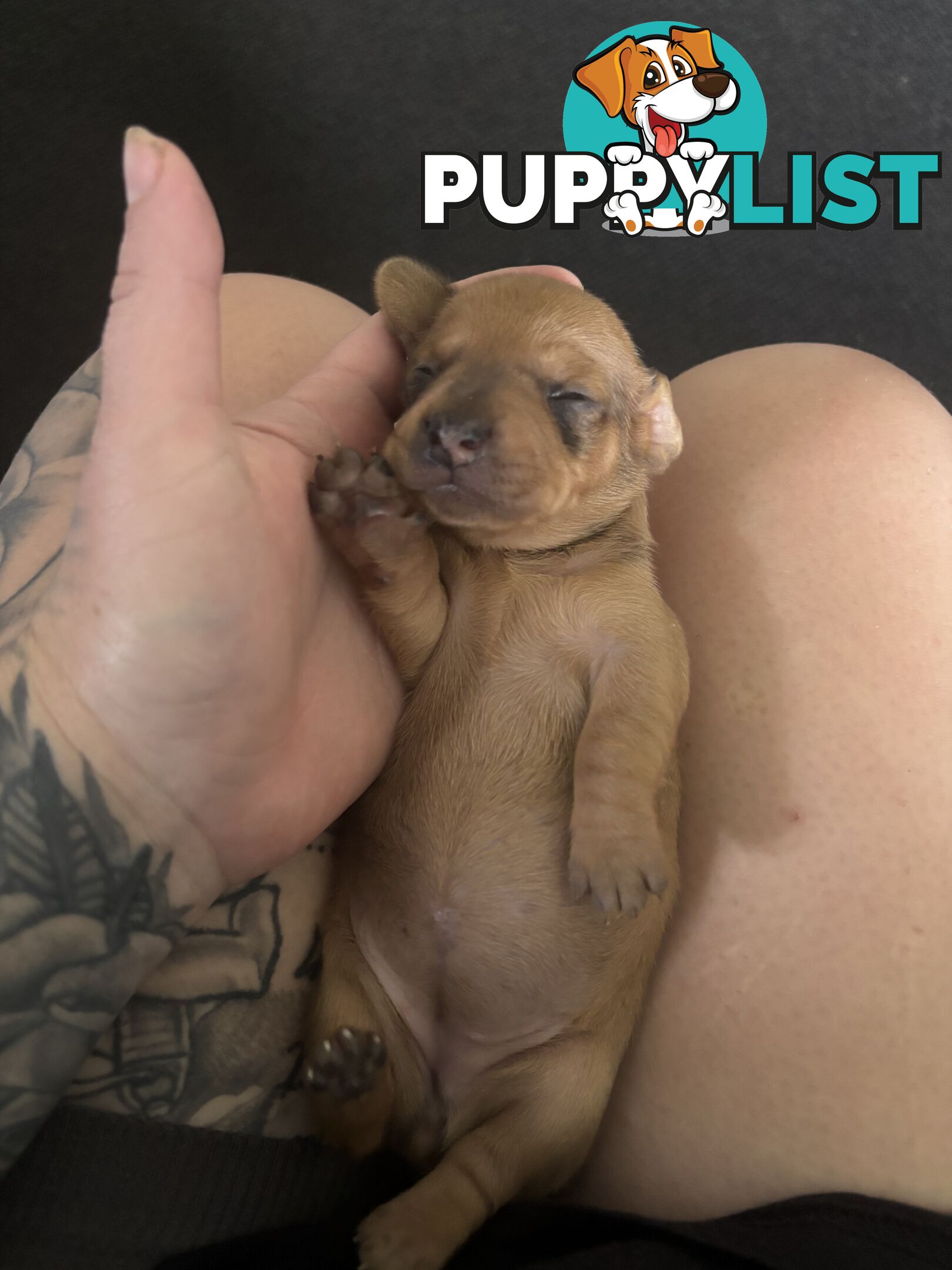 Beautiful miniature dachshund puppies