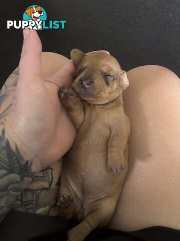 Beautiful miniature dachshund puppies