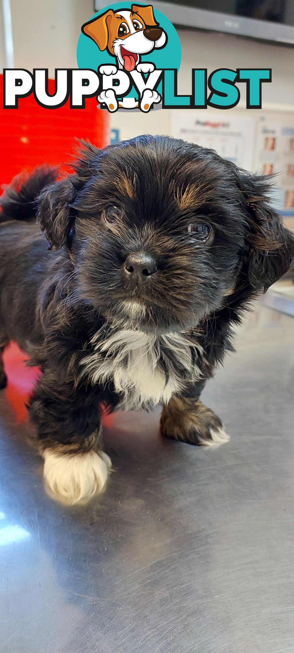 Maltese x Shihtzu