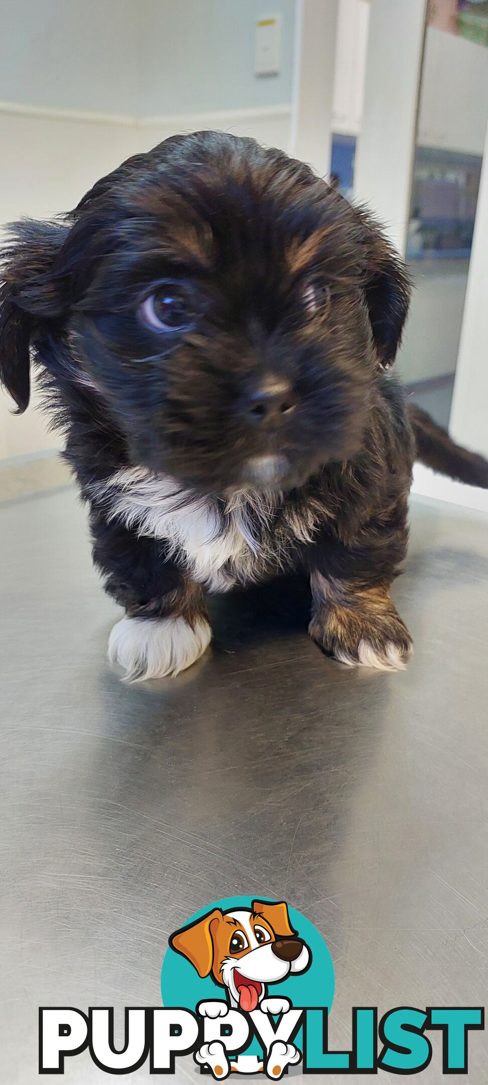 Maltese x Shihtzu